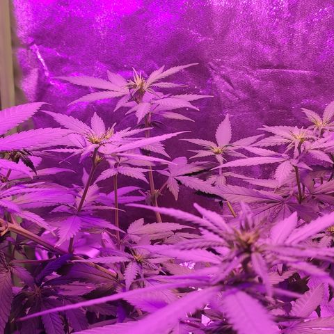 OGBkush growlog timeline photo