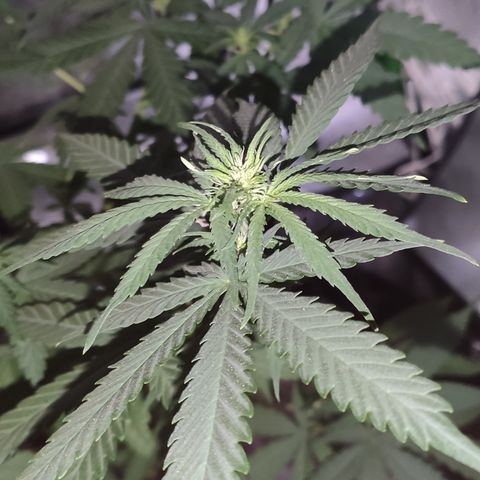 OGBkush growlog timeline photo