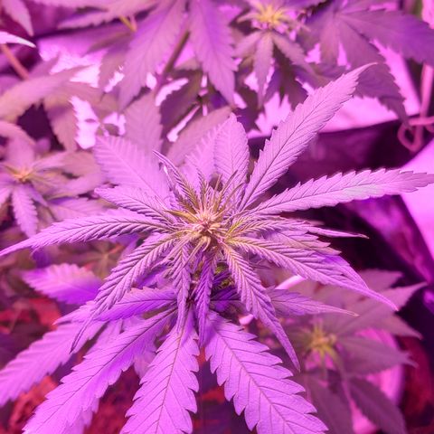 OGBkush growlog timeline photo