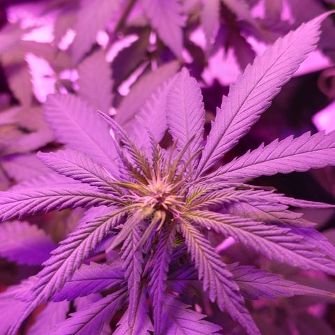OGBkush growlog timeline photo
