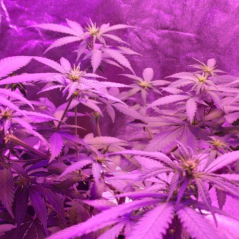 OGBkush growlog timeline photo