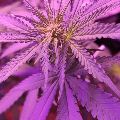 OGBkush growlog timeline photo
