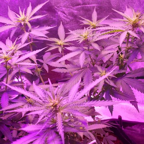 OGBkush growlog timeline photo
