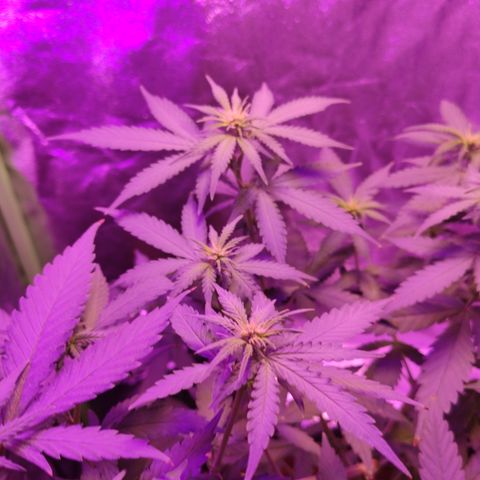 OGBkush growlog timeline photo