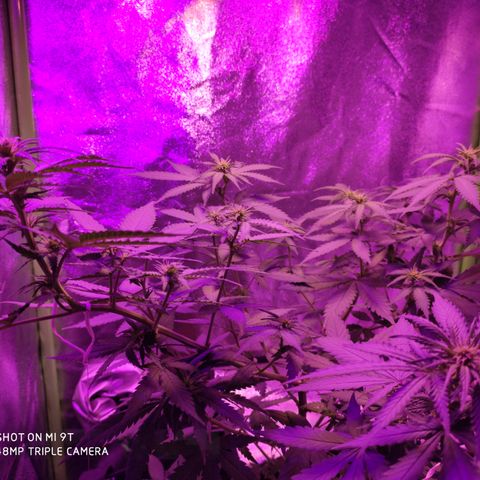 OGBkush growlog timeline photo