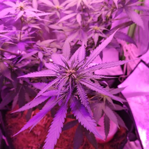 OGBkush growlog timeline photo
