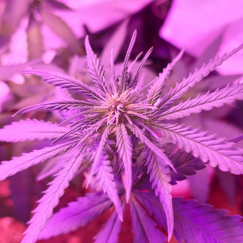 OGBkush growlog timeline photo