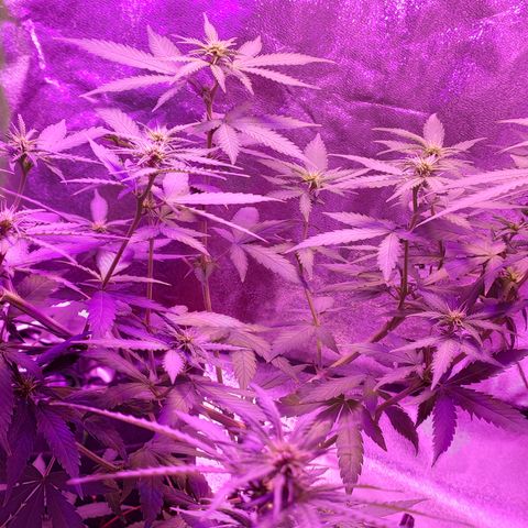OGBkush growlog timeline photo
