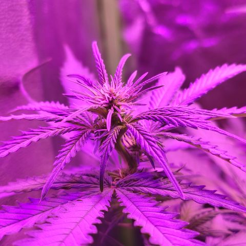 OGBkush growlog timeline photo