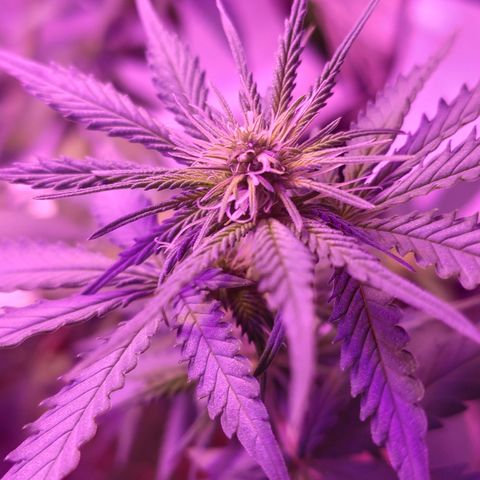 OGBkush growlog timeline photo