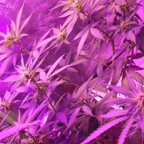 OGBkush growlog timeline photo