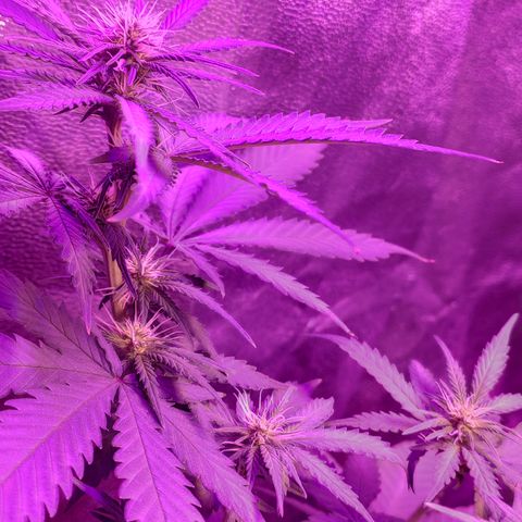 OGBkush growlog timeline photo