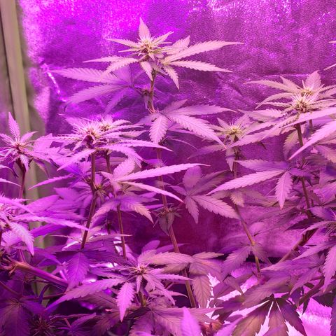 OGBkush growlog timeline photo