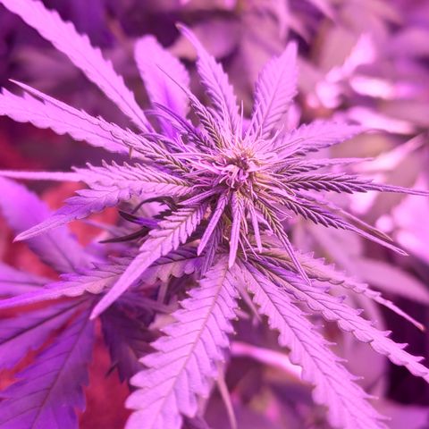 OGBkush growlog timeline photo