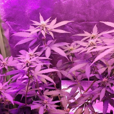 OGBkush growlog timeline photo