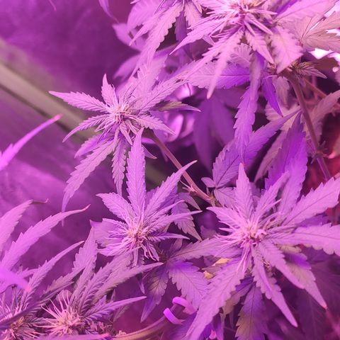 OGBkush growlog timeline photo