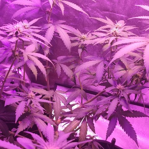 OGBkush growlog timeline photo