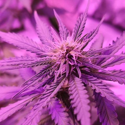 OGBkush growlog timeline photo