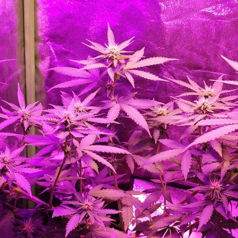 OGBkush growlog timeline photo