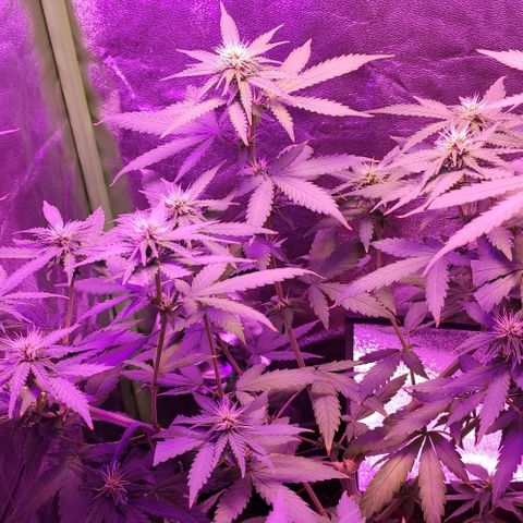 OGBkush growlog timeline photo