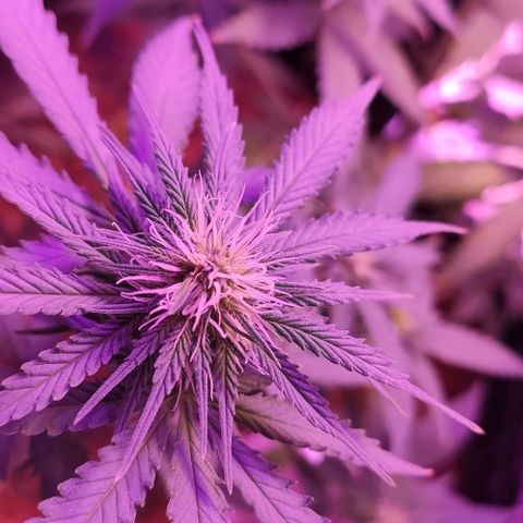 OGBkush growlog timeline photo