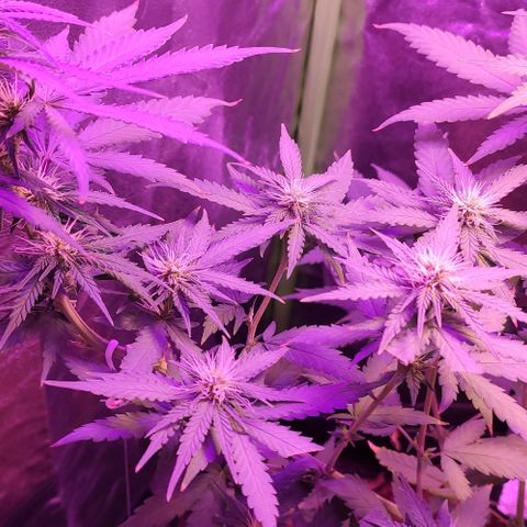OGBkush growlog timeline photo