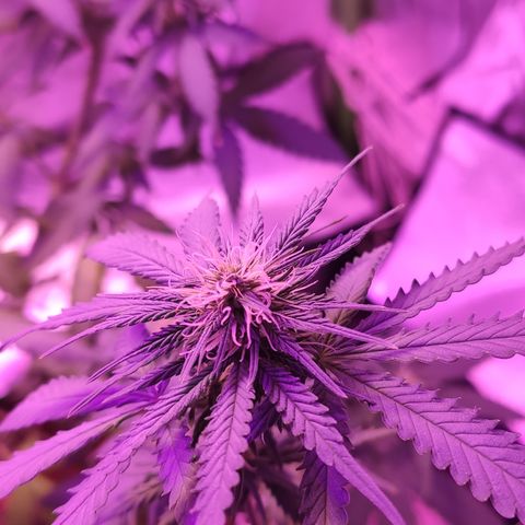 OGBkush growlog timeline photo