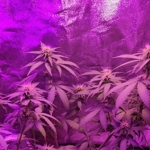 OGBkush growlog timeline photo