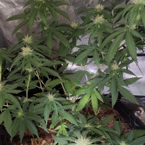 OGBkush growlog timeline photo