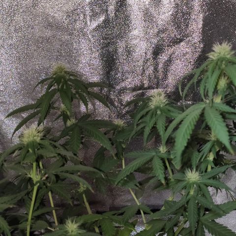 OGBkush growlog timeline photo