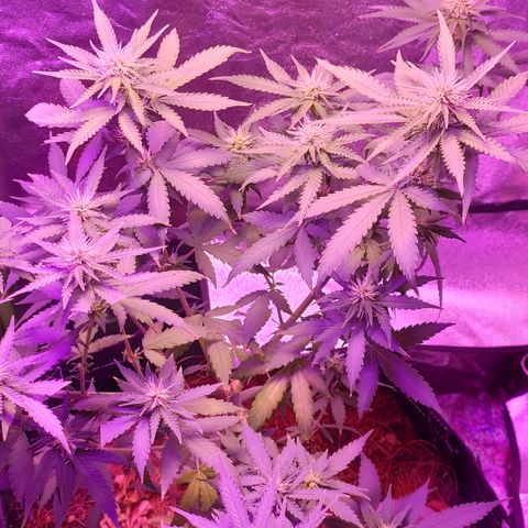 OGBkush growlog timeline photo