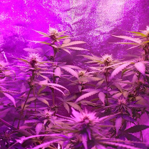 OGBkush growlog timeline photo