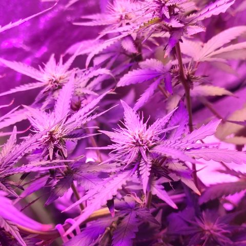 OGBkush growlog timeline photo