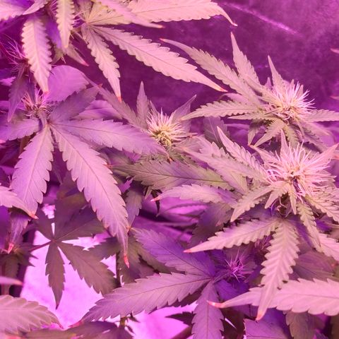 OGBkush growlog timeline photo