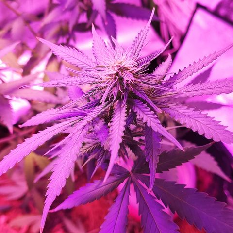 OGBkush growlog timeline photo