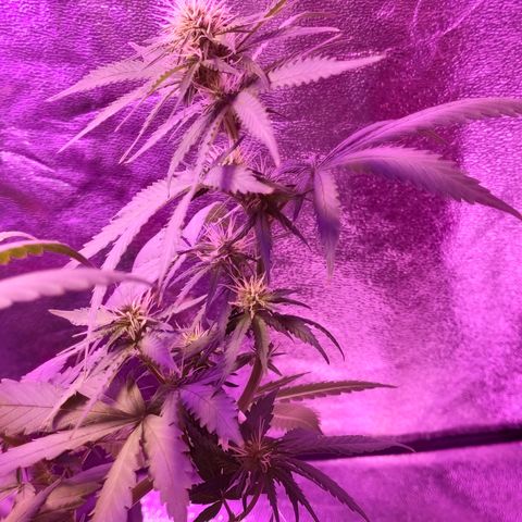 OGBkush growlog timeline photo