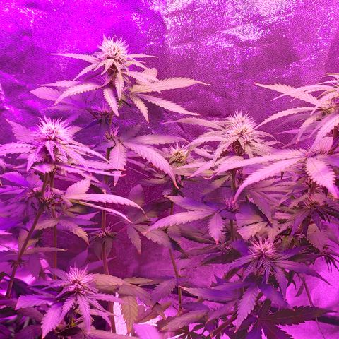 OGBkush growlog timeline photo