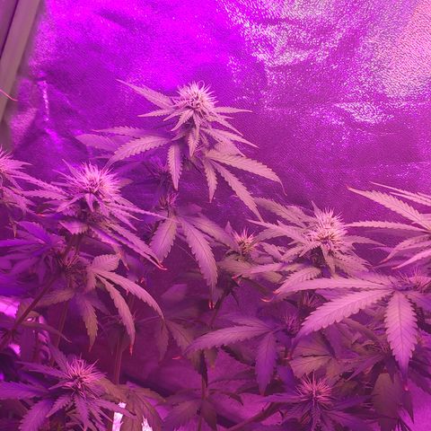 OGBkush growlog timeline photo