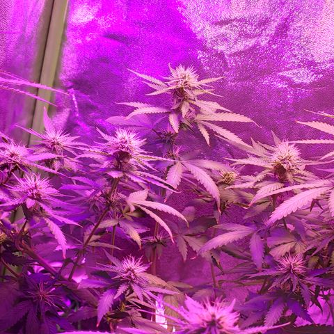OGBkush growlog timeline photo