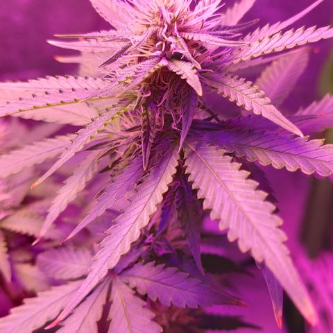 OGBkush growlog timeline photo