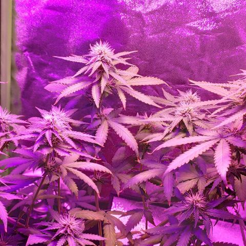 OGBkush growlog timeline photo