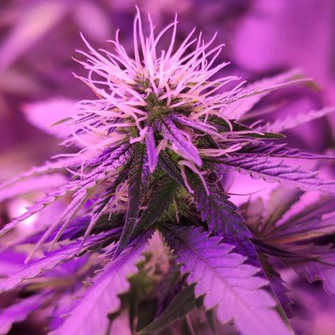 OGBkush growlog timeline photo