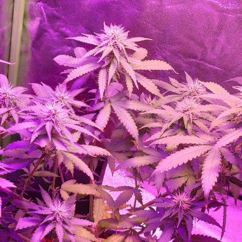 OGBkush growlog timeline photo