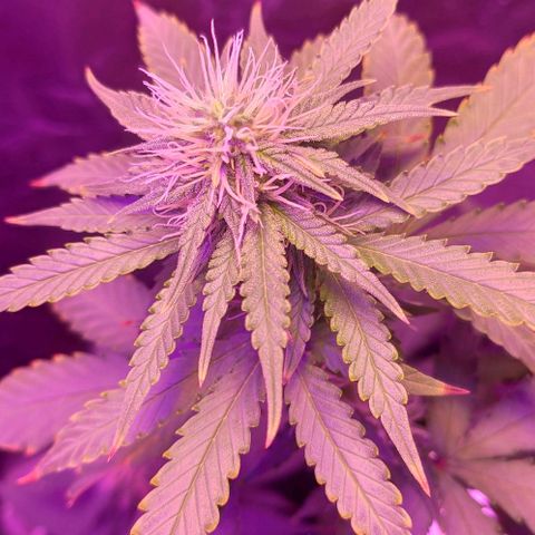 OGBkush growlog timeline photo