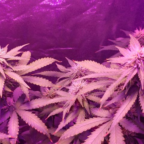 OGBkush growlog timeline photo