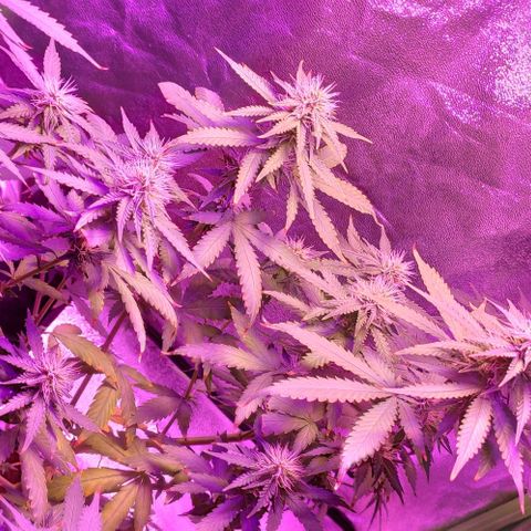 OGBkush growlog timeline photo