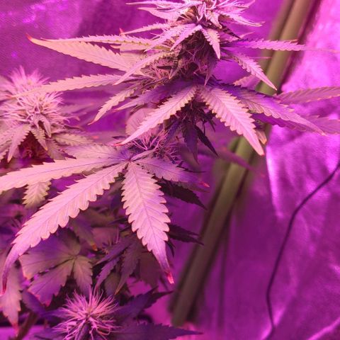 OGBkush growlog timeline photo