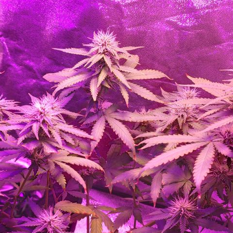 OGBkush growlog timeline photo