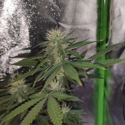 OGBkush growlog timeline photo
