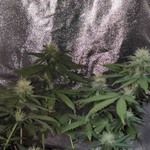 OGBkush growlog timeline photo